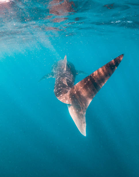 istock Whale Shark Swimming in Open Ocean 1216543935