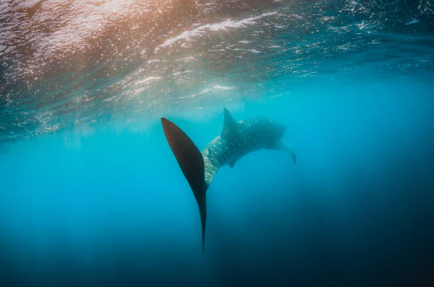 istock Whale Shark Swimming in Open Ocean 1216543952