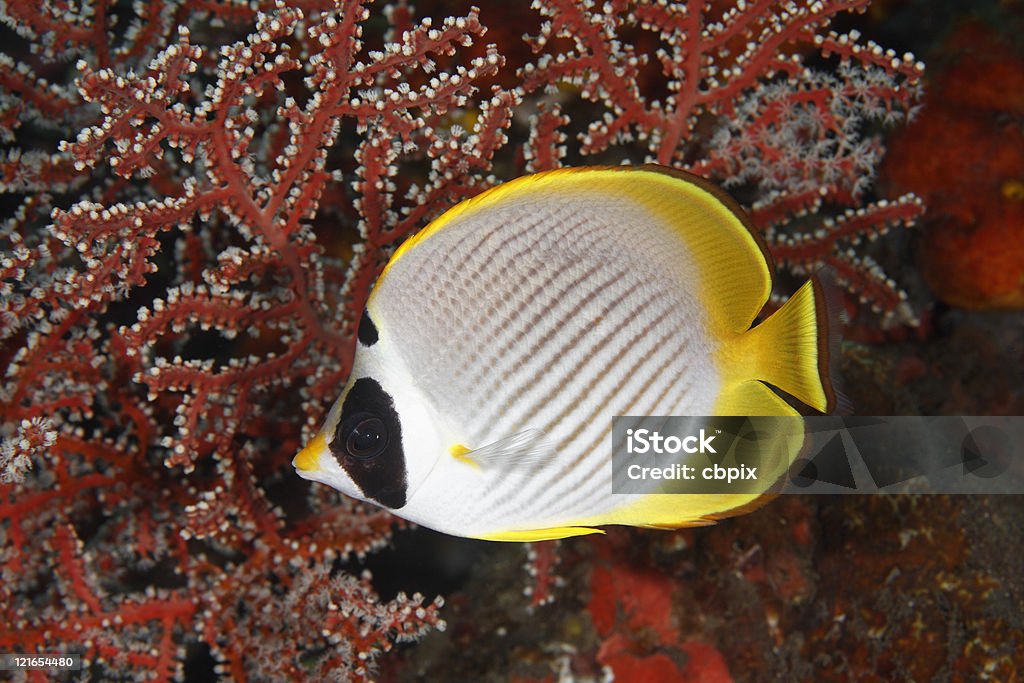 Poisson-papillon - Photo de Au fond de l'océan libre de droits