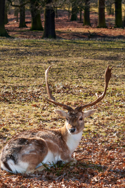 istock Parkland Deer summer & Autumn 1216545519