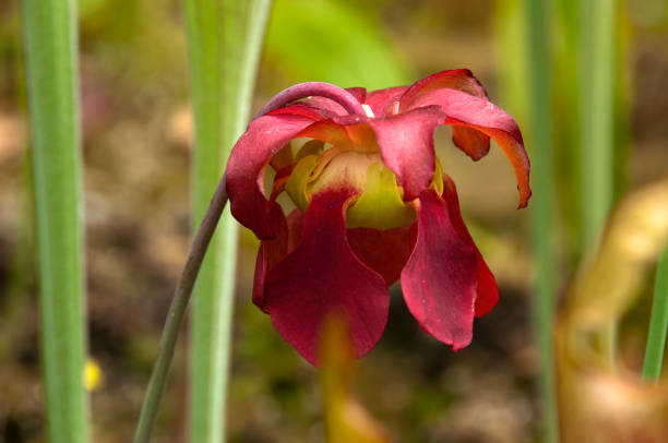 Springtime in the carnivorous garden Sydney, Australia