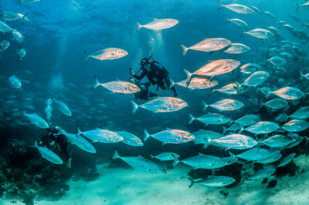 istock Schooling silver fish in clear blue ocean 1216546482
