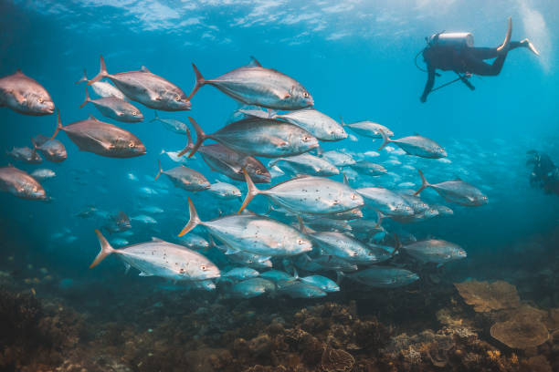 istock Scuba Diver Swimming with schooling fish in clear blue water 1216546491