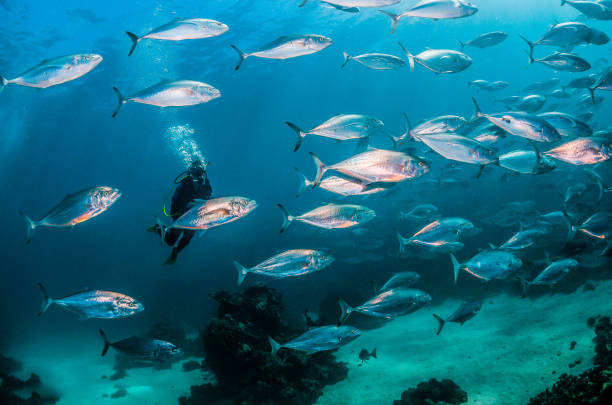 istock Schooling silver fish in clear blue ocean 1216546498
