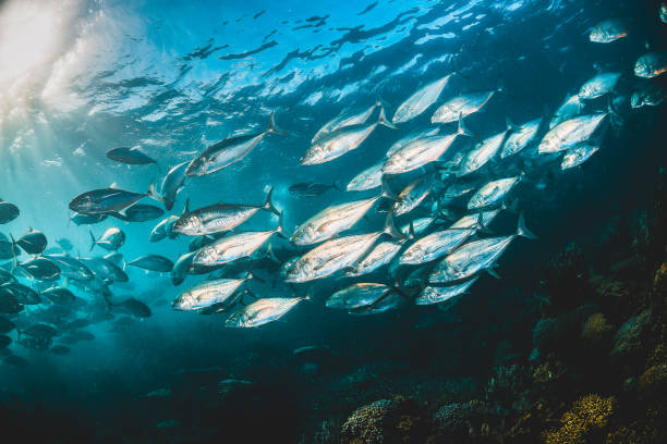istock Schooling silver fish in clear blue ocean 1216546506