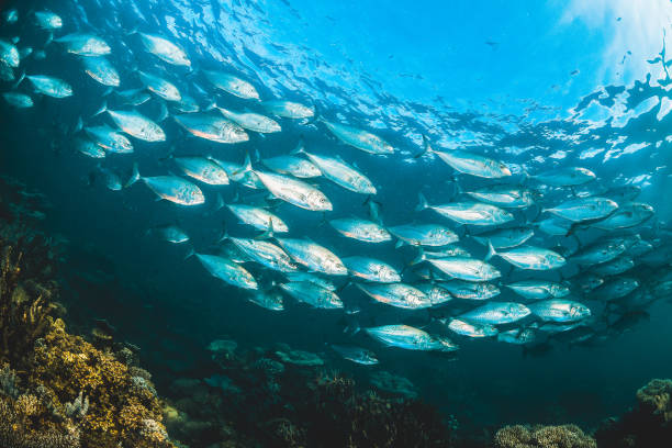 istock Schooling silver fish in clear blue ocean 1216546524