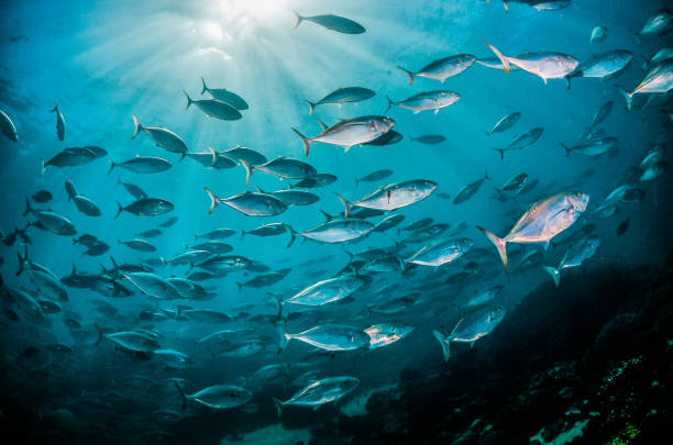 istock Schooling silver fish in clear blue ocean 1216546591