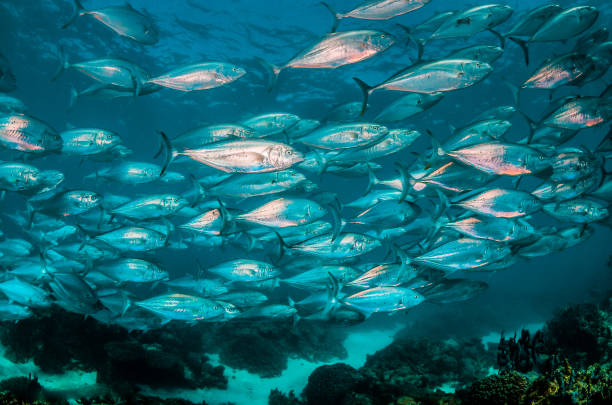 istock Schooling silver fish in clear blue ocean 1216546648