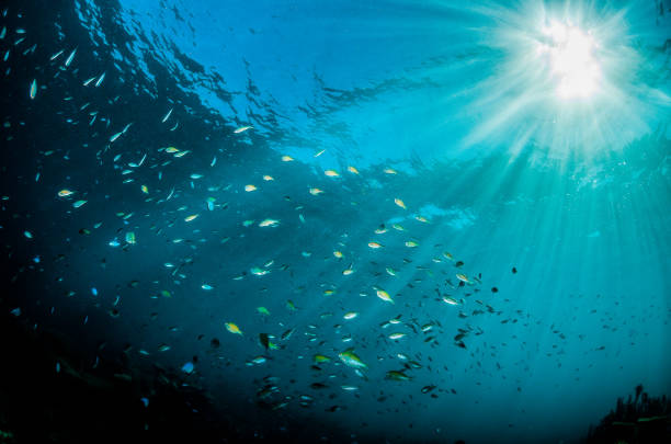 istock Schooling silver fish in clear blue ocean 1216546674