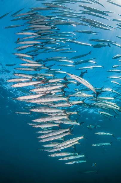 istock Schooling silver fish in clear blue ocean 1216547043