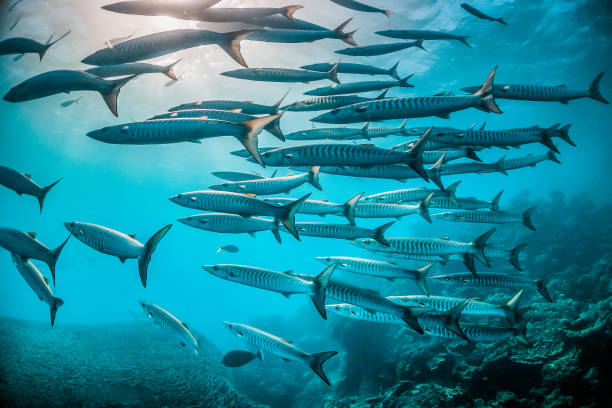 istock Schooling silver fish in clear blue ocean 1216547047