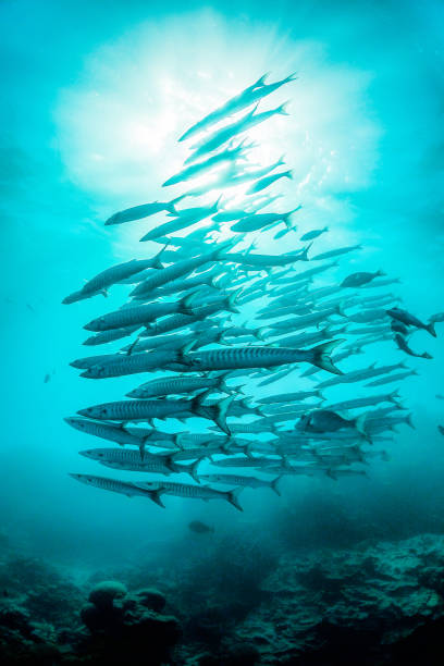 istock Schooling silver fish in clear blue ocean 1216547130
