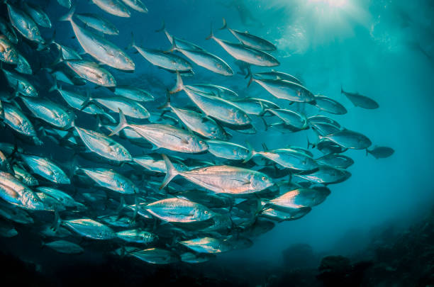 istock Schooling silver fish in clear blue ocean 1216547164
