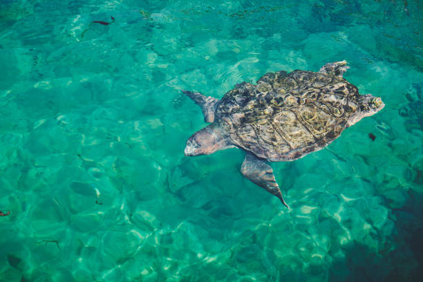 istock High Angle View Of Turtle Swimming In Sea 1216547198