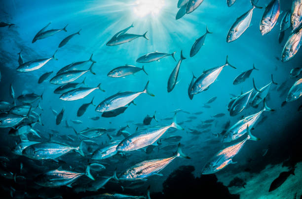 istock Schooling silver fish in clear blue ocean 1216547401