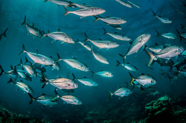 istock Schooling silver fish in clear blue ocean 1216547404