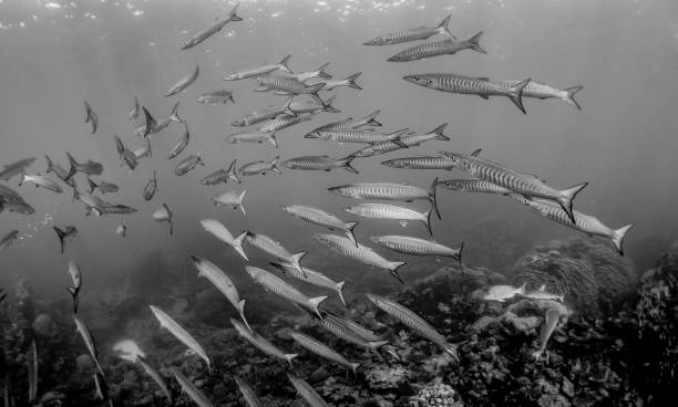 istock Schooling silver fish in clear blue ocean 1216547418