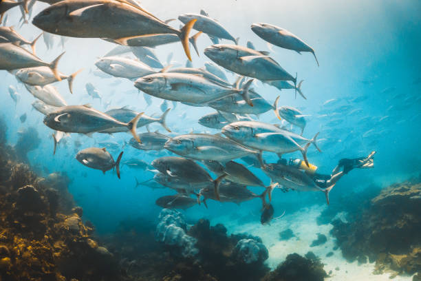 istock Schooling silver fish in clear blue ocean 1216548462