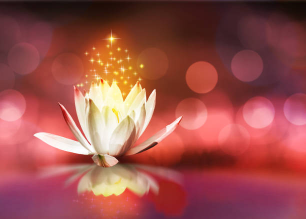 istock Lotus floating on water with glitter sparkle light and soft blur bokeh reflection on panorama background 1216548769