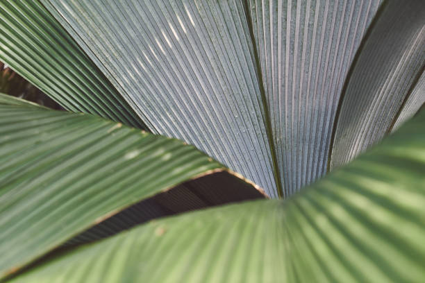 istock Full Frame Shot Of Palm Leaves 1216549189