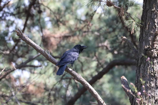 istock VH560-000-Crow 1.jpg 1216550809