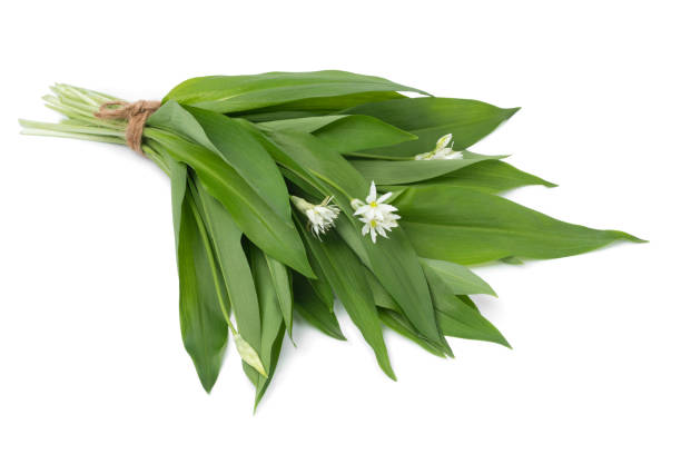 istock Fresh picked bunch of ramsons leaves 1216550878