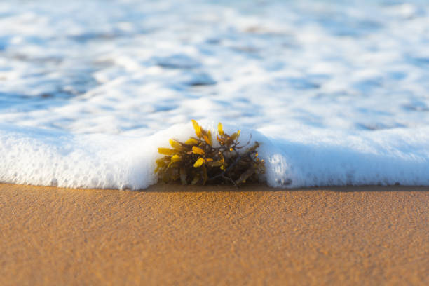 Small piece of seaweed on the sand being swept up by a bubbly wave