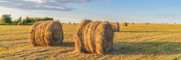 istock round haystacks on a mowed field 1216551252