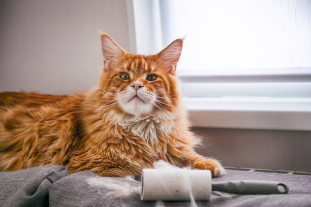 ginger maine coon katze und fusselrolle mit seinem fell auf der couch drinnen liegen. - lint remover stock-fotos und bilder