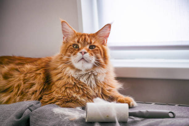 gingembre maine coon chat et rouleau de peluche avec sa fourrure couchée sur le canapé à l’intérieur. - lint remover photos et images de collection