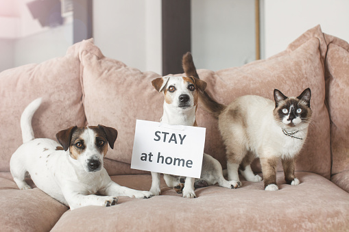 Cute dog and cat at home with blank card. Pet at room during pandemic coronavirus