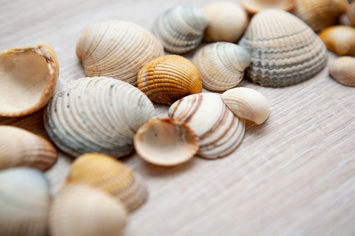 Close up of clamshells in a row on a light wood surface with copy space