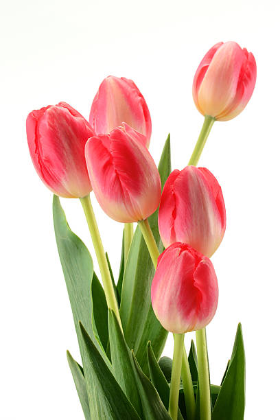 istock Bouquet of tulips isolated on white background 121655466