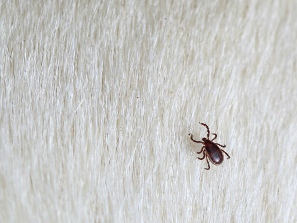 brown dog tick, Rhipicephalus Sanguineus on white fur, close up of a parasite with copy space brown dog tick, Rhipicephalus Sanguineus on white fur, close up of a parasite with copy space. tick animal stock pictures, royalty-free photos & images