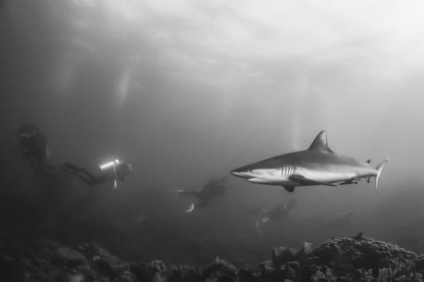 istock Black and White Grey Reef Shark 1216554927