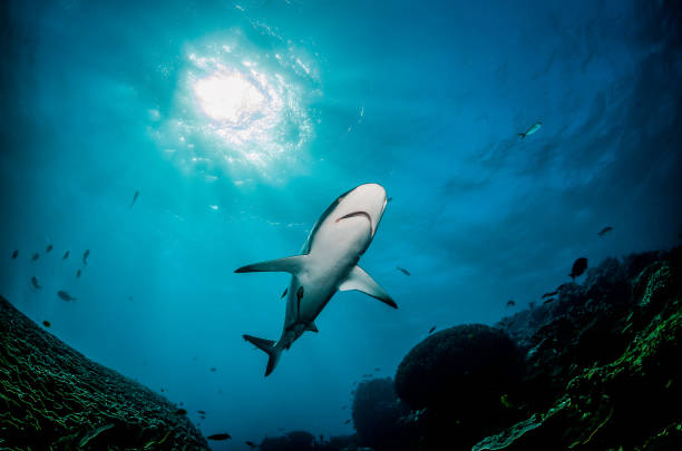 istock Grey Reef Shark Swimming Peacefully Among Coral Reef 1216554931