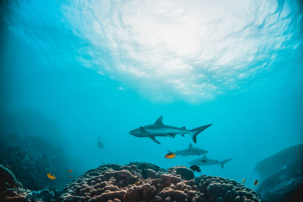 istock Grey Reef Shark Swimming Peacefully Among Coral Reef 1216554955