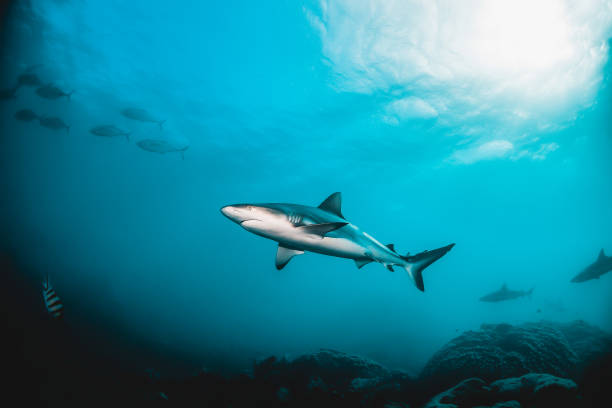 istock Grey Reef Shark Swimming Peacefully Among Coral Reef 1216554971