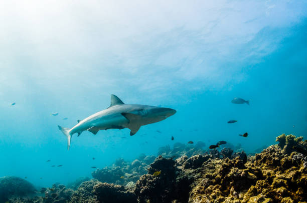 istock Grey Reef Shark Swimming Peacefully Among Coral Reef 1216554976
