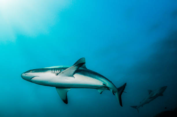 istock Grey Reef Shark Swimming Peacefully Among Coral Reef 1216554996