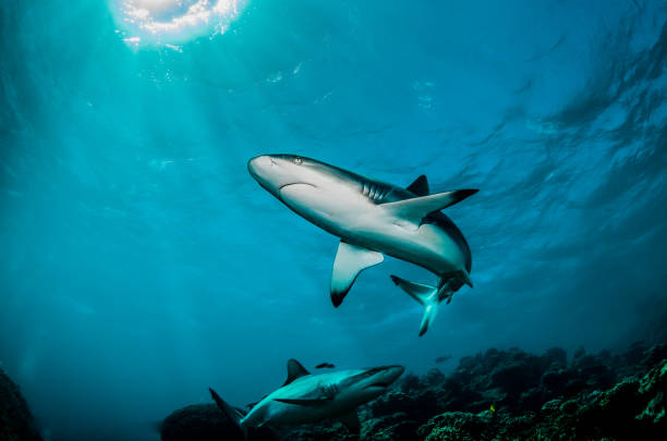 istock Grey Reef Shark Swimming Peacefully Among Coral Reef 1216555526
