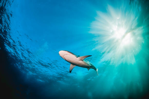 istock Grey Reef Shark Swimming Peacefully Among Coral Reef 1216555551