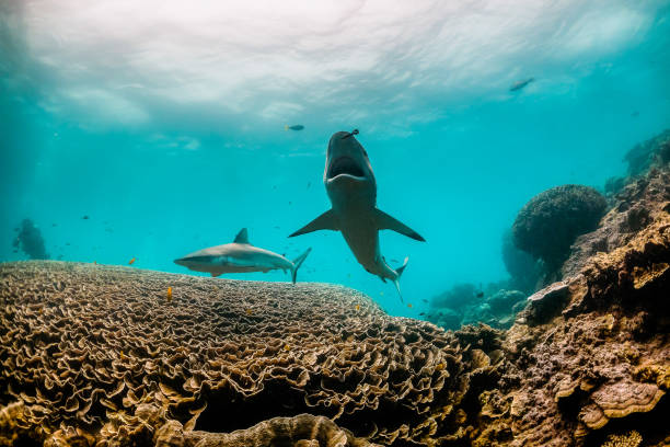 grey reef shark with mouth open, swimming towards the camera - tubarão cinzento dos recifes imagens e fotografias de stock