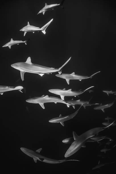 Reef Sharks Swimming Peacefully in Clear Blue Water Black and White underwater shot of baby sharks shark swimming in clear blue water blacktip reef shark stock pictures, royalty-free photos & images