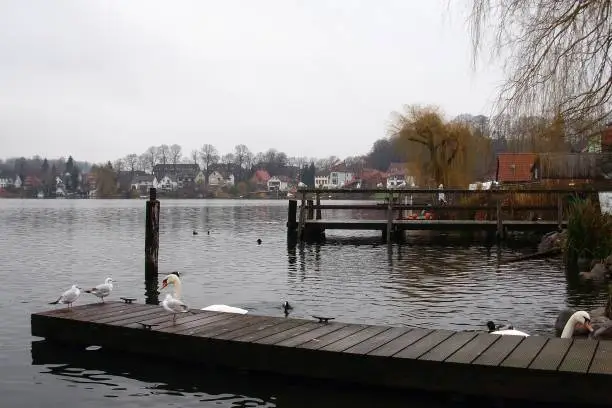 Schulsee lake, Mölln, Schleswig-Holstein, Germany