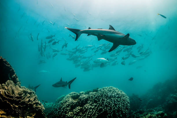 istock Grey Reef Shark Swimming Peacefully Among Coral Reef 1216555879