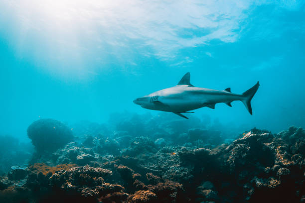 istock Grey Reef Shark Swimming Peacefully Among Coral Reef 1216555938