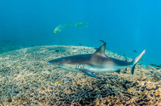 istock Grey Reef Shark Swimming Peacefully Among Coral Reef 1216555971