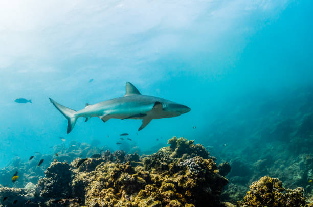 istock Grey Reef Shark Swimming Peacefully Among Coral Reef 1216556017