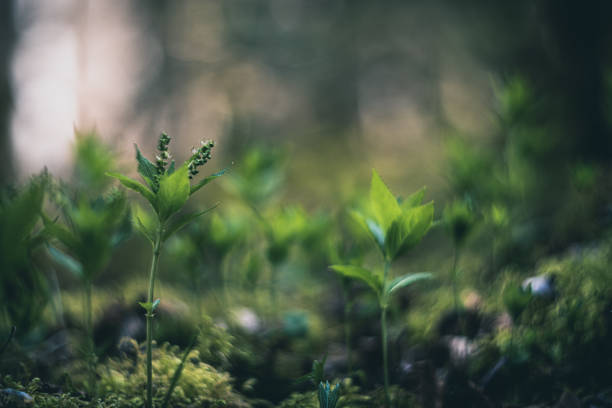 Raining day beautiful nature with vintage lens